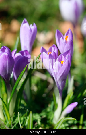 der Frühling ist auf dem Weg mit einer Handvoll schöne Violette Krokusse Jane Ann Butler Fotografie JABP1074 Stockfoto