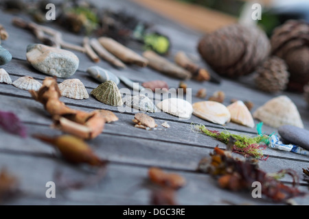 Sammlung von Naturobjekten fand an einem Strand Stockfoto