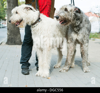 Zwei Riesenschnauzer Hunde. Weiß und schwarz Stockfoto