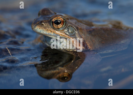 Moor-Frosch (Rana Arvalis) weiblich schwebend in Teich unter frogspawn Stockfoto