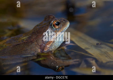 Frosch (Rana Arvalis) weibliche im Teich anlegen Stockfoto