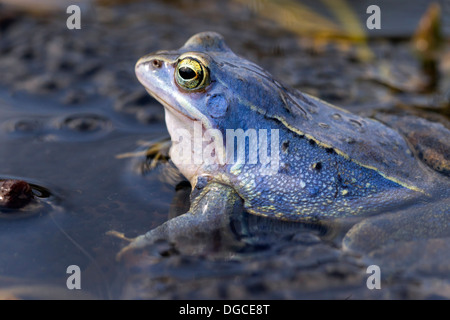Moor Frosch (Rana Arvalis) blau gefärbt männlichen schwebend in Teich unter Frogspawn während der Brutzeit im Frühjahr Stockfoto
