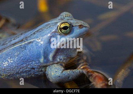 Moor Frosch (Rana Arvalis) blau gefärbt männlichen schwebend in Teich während der Brutzeit im Frühjahr Stockfoto