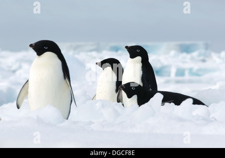 Adelie-Pinguine auf der Eisscholle im Südpolarmeer, 180 Meilen nördlich von Ostantarktis, Antarktis Stockfoto