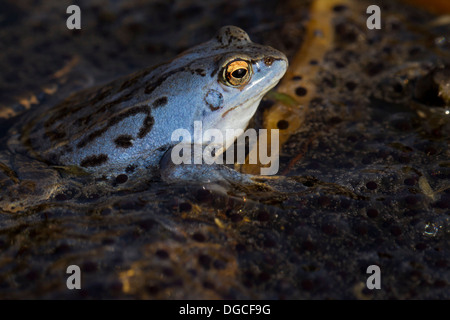 Moor Frosch Spawn (Rana Arvalis) und blau gefärbten Männchen schwebend in Teich unter Frogspawn während der Brutzeit im Frühjahr Stockfoto