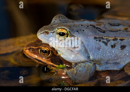 Moor Frosch (Rana Arvalis) blau gefärbt, männlich und weiblich in Amplexus schwebend in Teich während der Paarungszeit im Frühjahr Stockfoto