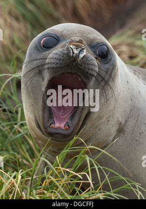 Ein See-Elefant Pup (Ferkelproduktion) am Strand, Nord-Ost Seite der Macquarie-Insel, Südlicher Ozean Stockfoto