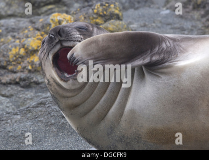 Ein See-Elefant Pup (Ferkelproduktion) am Strand, Nord-Ost Seite der Macquarie-Insel, Südlicher Ozean Stockfoto