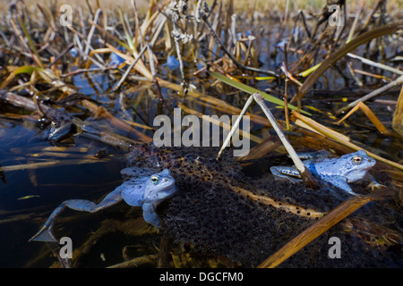 Moor Frosch Spawn (Rana Arvalis) und blau gefärbten Männchen Schwimmen im Teich unter Frogspawn während der Brutzeit im Frühjahr Stockfoto
