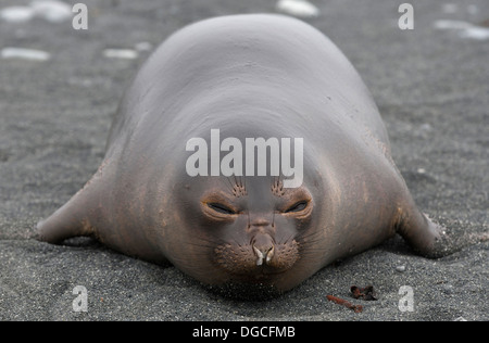 Ein See-Elefant Pup (Ferkelproduktion) am Strand, Nord-Ost Seite der Macquarie-Insel, Südlicher Ozean Stockfoto