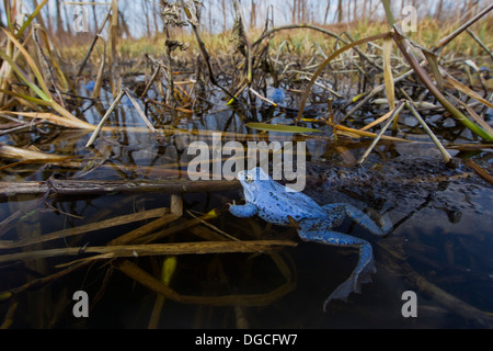 Moor Frosch Spawn (Rana Arvalis) und blau gefärbten Männchen Schwimmen im Teich unter Frogspawn während der Brutzeit im Frühjahr Stockfoto