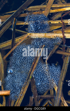 Moor-Frosch (Rana Arvalis) Frogspawn Schwimmen im flachen Wasser des Teiches während der Brutzeit im Frühjahr Stockfoto