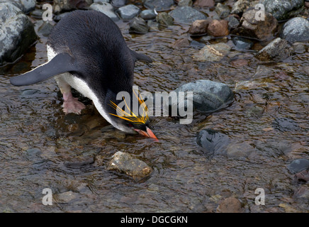 Haubenpinguin drinks frisches Wasser an der Royal-Pinguin-Kolonie bei Sandy Bay, Ostküste von Macquarie Island, Südlicher Ozean Stockfoto