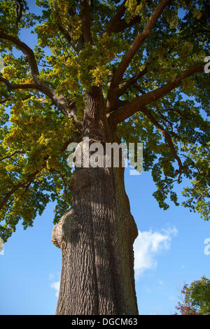 Bedale, Yorkshire, Großbritannien. 17. Oktober 2103.  Die Farben des Herbstes, wie in einem englischen Park zu sehen. Stockfoto