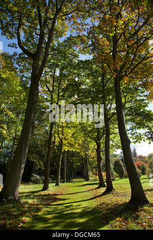 Bedale, Yorkshire, Großbritannien. 17. Oktober 2103.  Die Farben des Herbstes und eine Allee aus Eiche in britischen Parklandschaft im Oktober Sonnenschein. Stockfoto