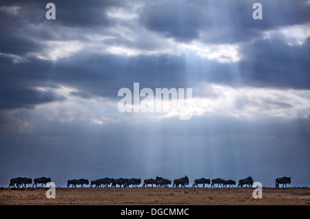 Wellen von Licht beleuchten eine wandernde Herde Gnus. Stockfoto