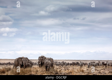 Eine Herde oder Elefanten grasen auf der offenen Steppe Stockfoto