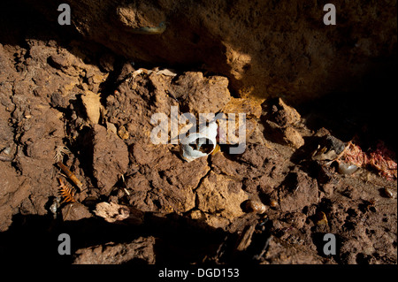 Gezeiten Erosion entlang der Küste von Suffolk Stockfoto