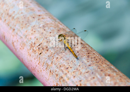 Libelle auf eine rostige Rohr Stockfoto