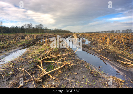 Einem schlammigen Maisfeld überflutet nach einigen regnerischen Wochen im Winter; Reifenspuren, die mit Wasser gefüllt sind. Stockfoto