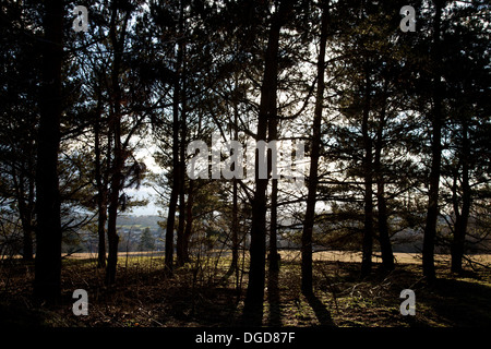 Sonnenlicht durch Bäume auf Torheit Hügel, Faringdon an einem Wintermorgen Stockfoto