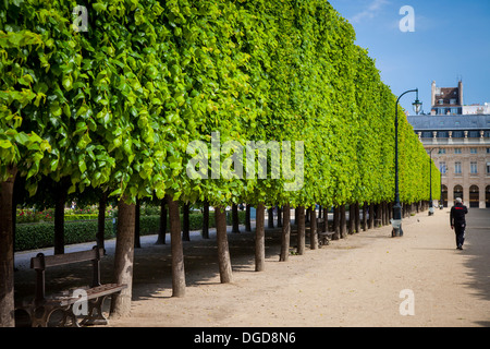 Reihe von Bäumen im Garten des Palais Royal, Paris Frankreich Stockfoto