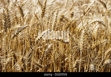 Gerste, ein Mitglied der Familie der Gräser ist eine wichtige Getreide. Wichtige Anwendungen sind die Verwendung als Tierfutter, als Quelle von vergärbaren Material für Bier und bestimmte destillierte Getränke und als Bestandteil von verschiedenen Reformkost. Stockfoto