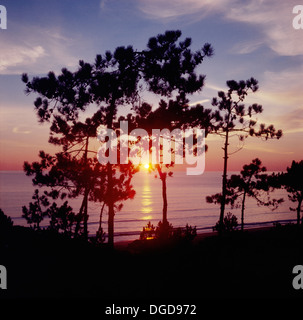 Portugal, Algarve, Vale Do Lobo, Sonnenuntergang durch die Pinien Stockfoto