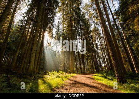 Licht bricht durch Kiefern umgeben Kielder Wasser im Norden Englands. Stockfoto