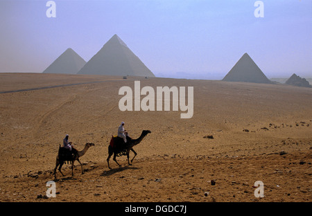 Kamele und Pyramiden, Gizeh-Plateau, Kairo, Ägypten, Afrika Stockfoto