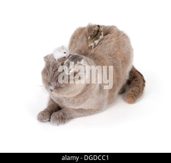 Scottish Fold Katze isoliert auf weißem Hintergrund Stockfoto