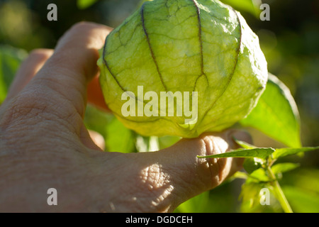 Die Sonne scheint durch eine große Tomatillos, noch am Ende der Vegetationsperiode im heimischen Garten wachsen. Stockfoto