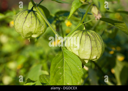 Tomatillos produzieren immer noch nahe dem Ende der Vegetationsperiode im heimischen Garten im Westen von Massachusetts. Stockfoto