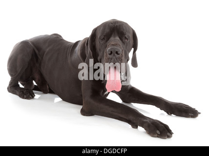 Schwarze Deutsche Dogge Hund isoliert auf weißem Hintergrund Stockfoto