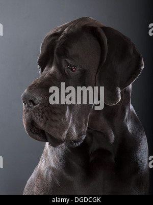 Schwarze Deutsche Dogge Hund auf dunkelgrauen Hintergrund Stockfoto