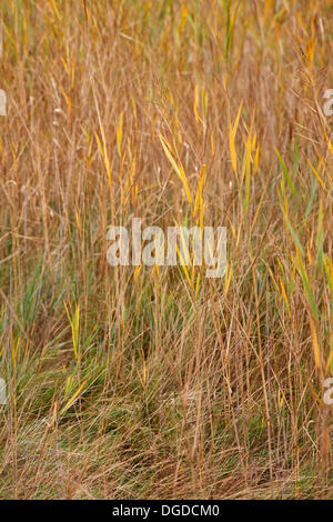 Herbstfarben im New Forest, Hampshire, UK 18. Oktober 2013. Blätter, die Farbe entlang der Uferpromenade zwischen Beaulieu und Schilde schwer drehen. Bildnachweis: Carolyn Jenkins/Alamy Live-Nachrichten Stockfoto