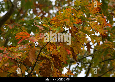 Herbstfarben im New Forest, Hampshire, UK 18. Oktober 2013. Blätter, die Farbe entlang der Uferpromenade zwischen Beaulieu und Schilde schwer drehen. Bildnachweis: Carolyn Jenkins/Alamy Live-Nachrichten Stockfoto