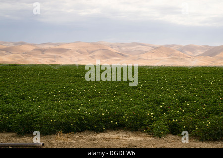 Pflanzen brauchen Wasser im Hut trocken Califrnia Tal Stockfoto