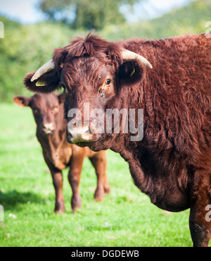 Red Ruby Devon Rinder in einem Feld. Stockfoto