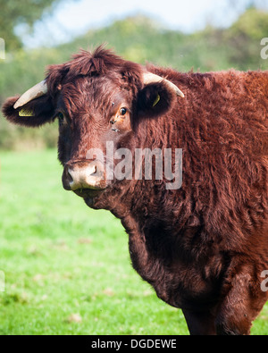 Red Ruby Devon Rinder auf einem Feld in Cornwall im Vereinigten Königreich. Stockfoto