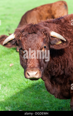 Rote Ruby Devon Rinder auf einem Feld in Cornwall in Großbritannien in Europa. Stockfoto