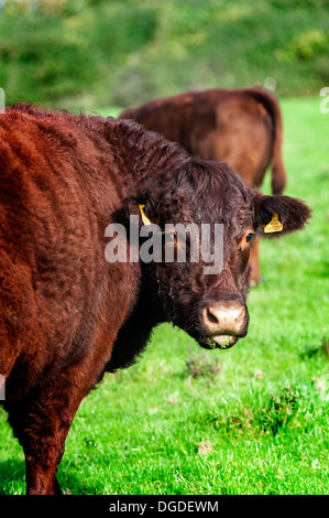 Rote Ruby Devon Rinder auf einem Feld in Cornwall in Großbritannien in Europa. Stockfoto