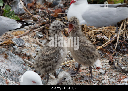 Möwe Küken Stockfoto