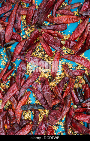 Trocknen rote Chili-Schoten in Indien. Essen-Muster Stockfoto