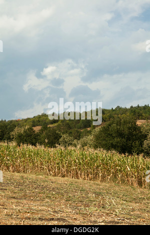 Maisfeld zerstört Dürre Stockfoto