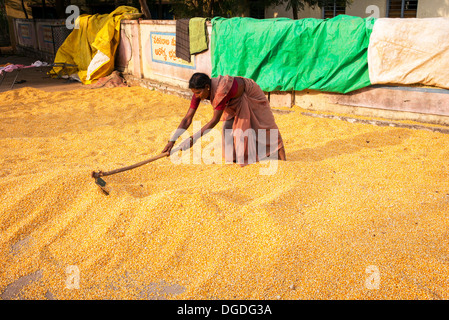 Indische Frau einsammeln Mais / Mais Körner nach dem Trocknen auf der Straße. Andhra Pradesh, Indien Stockfoto