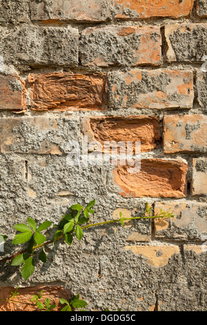 Ziegelwand mit Moos wächst Stockfoto