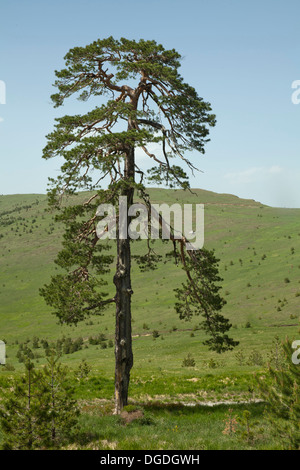 einsame Kiefer zwischen kleine Tannenbäume Stockfoto