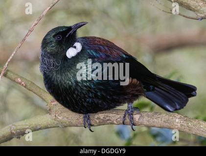 TUI Prosthemadera Novaeseelandiae (Gmelin, 1788) Stockfoto