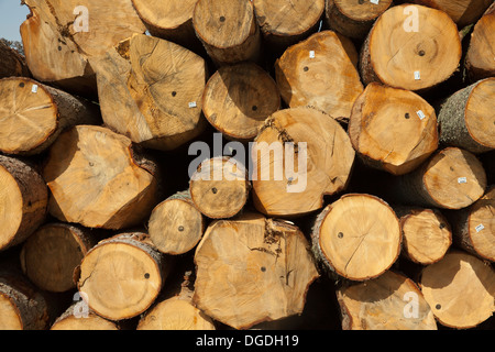 Geschlagenes Stückholz in einem Stapel Stockfoto